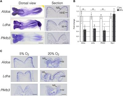 Glycolytic activity is required for the onset of neural plate folding during neural tube closure in mouse embryos